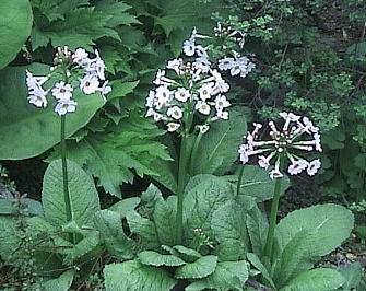 Primula japonica N\E 