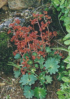 Saxifraga fusca var. kikubuki NN\E