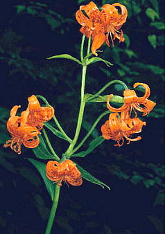 Lilium medeoloides A. Gray N}