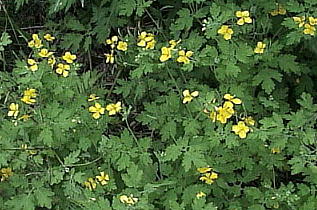 Chelidonium majus var. asiaticum NTmIE