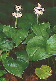 Maianthemum dilatatum }Cd\E