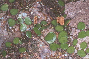 Lemmaphyllum microphyllum C.Presl }d^