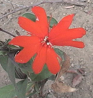 Lychnis sieboldii }cgi}cgZmEj