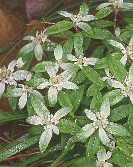 Leontopodium japonicum f. shiroumense ~lEXL\E