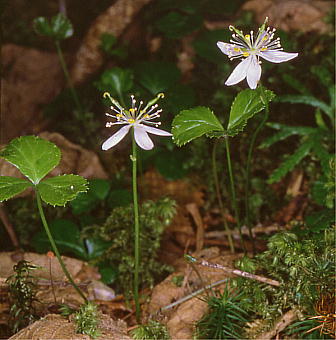 Coptis trifolia ~coIE