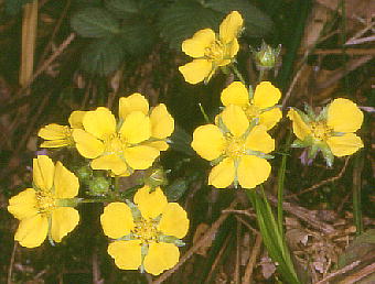 Potentilla freyniana ~coc`O