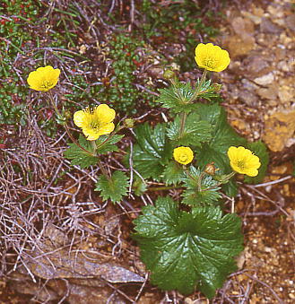 Geum calthaefolium var. nipponicum