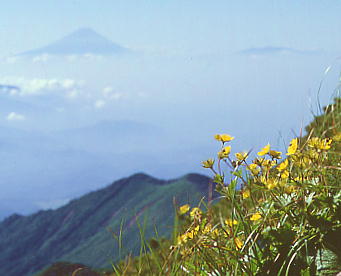 Geum calthaefolium var. nipponicum and Mt. Fuji
