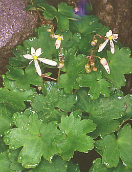 Saxifraga fortunei var. alpina ~}_CW\E