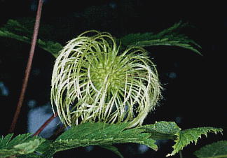 Clematis ochotensis (Pall.) Poiret ~}nVEd ʎ