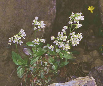 Arabis lyrata var. kamtschatica ~}n^UI