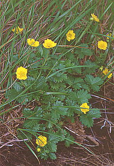 Potentilla matsumurae ~}LoC