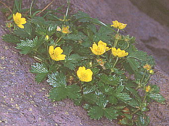 Potentilla matsumurae ~}LoC