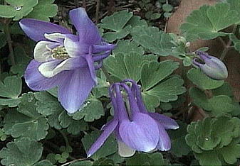 Aquilegia flabellata Sieb. et Zucc. var. pumila (Huth) H. Kudo ~}I_}L