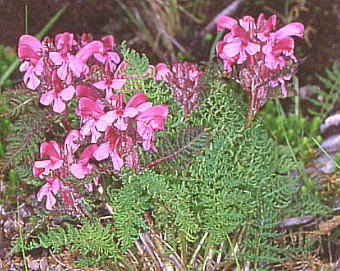 Pedicularis apodochila ~}VIK}