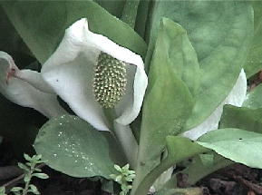 Lysichiton camtschatcense (L.) Schott ~YoVE