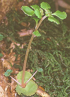 Chrysosplenium maximowiczii JSlRm
