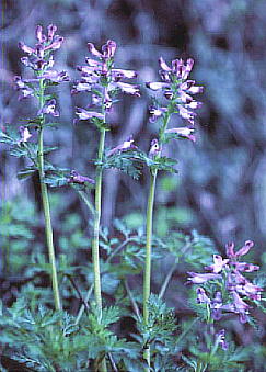 Corydalis incisa (Thunb.) Pers. TLP}