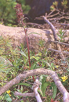 Veratrum maackii f. atropurpureum TL^JlAIM\E