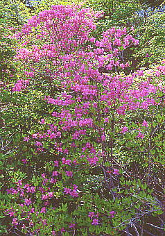 Rhododendron albrechtii TLVI