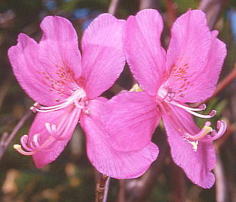Rhododendron albrechtii TLVI