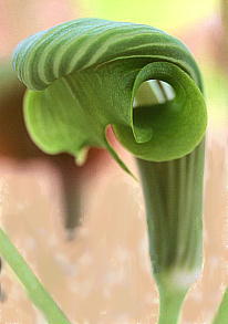 Arisaema ringens TVAu~@fS