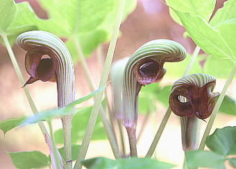 Arisaema ringens TVAu~