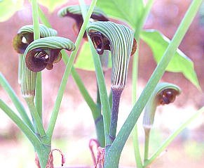 Arisaema ringens TVAu~