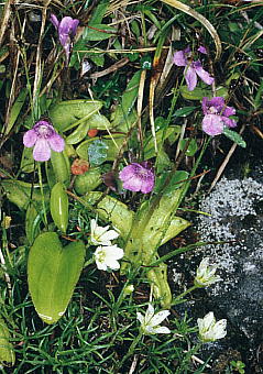 Pinguicula vulgaris var. macroceras VgX~