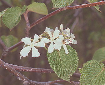 Viburnum furcatum VJ