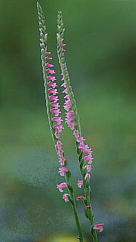 Spiranthes sinensis var. amoena ネジバナ (モジズリ)