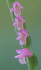 Spiranthes sinensis var. amoena lWoi (WY)