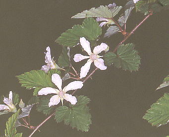 Rubus microphyllus jKC`S