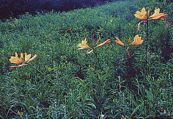 Hemerocallis dumortieri var. esculenta [eCJ(jbRELXQ)