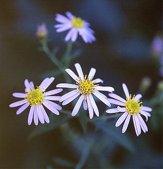 Aster ageratoides ssp. ovatus mRMN