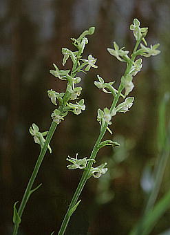 Platanthera minor m}g{ (IIomg{\E)