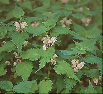 Lamium barbatum IhR\E