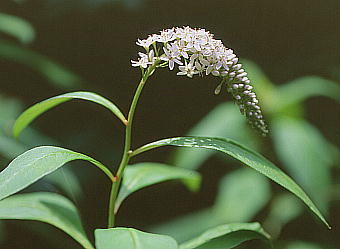 Lysimachia clethroides IJgmI