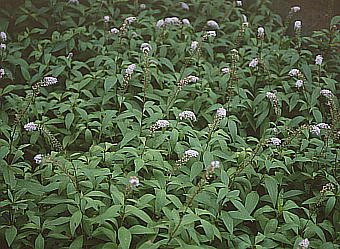 Lysimachia clethroides IJgmI