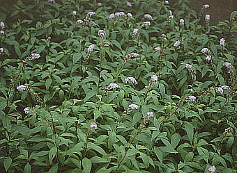 Lysimachia clethroides IJgmI