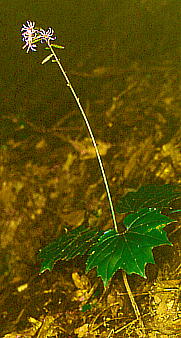 Ainsliaea acerifolia var. subapoda IN~WnO}
