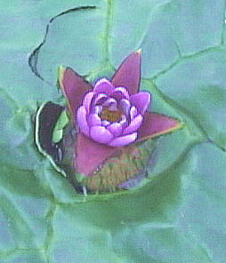 Euryale ferox IjoX