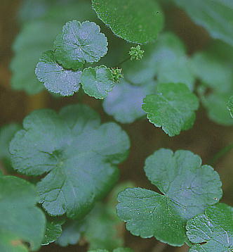 Hydrocotyle ramiflora II`h