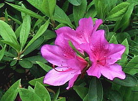 Rhododendron pulchrum IITL