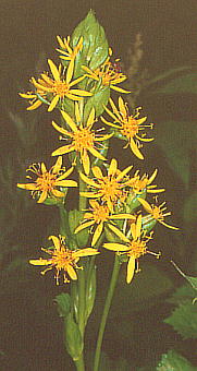 Ligularia fischeri I^JRE