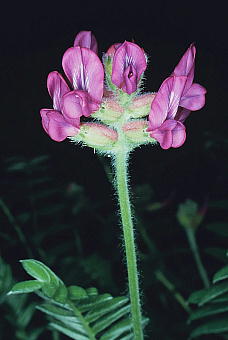 Oxytropis megalantha u\E