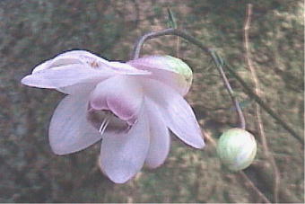 Anemonopsis macrophylla QVE}