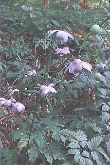 Anemonopsis macrophylla@QVE}