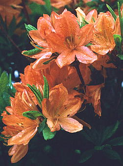 Rhododendron japonicum QccW