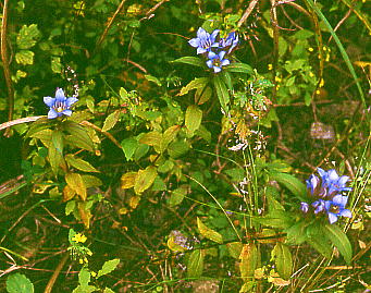 Gentiana scabra var. buergeri hE